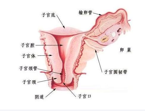 子宫内环境会影响试管婴儿成功率