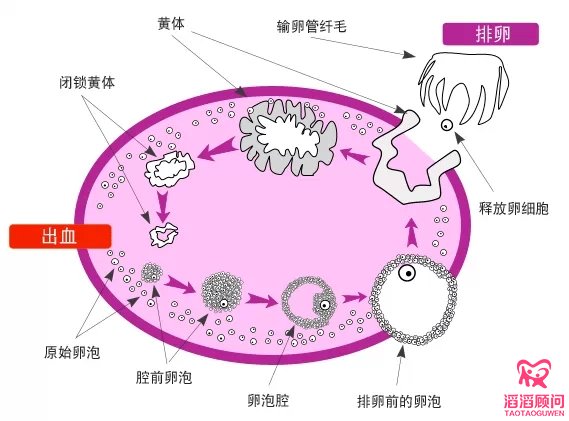 卵泡监测