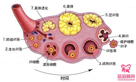 优势卵泡