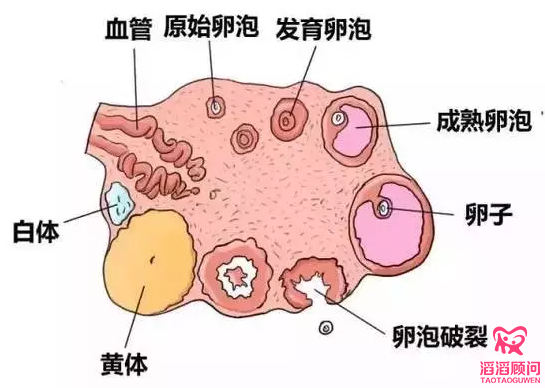 卵泡