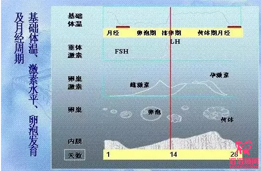 卵泡监测