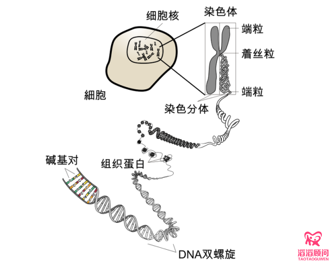染色体结构图