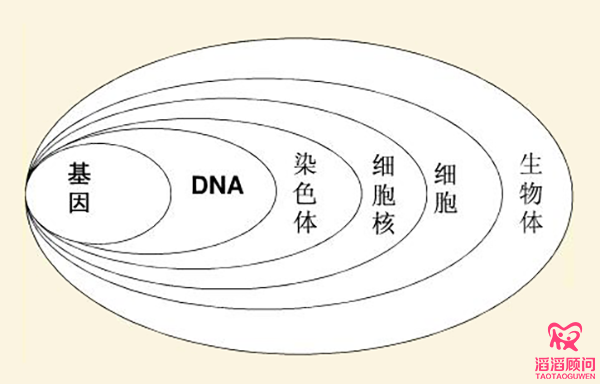 基因与生物体的关系