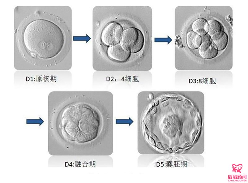 胚胎发育示意图