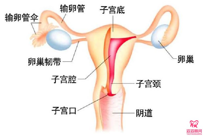 卵巢