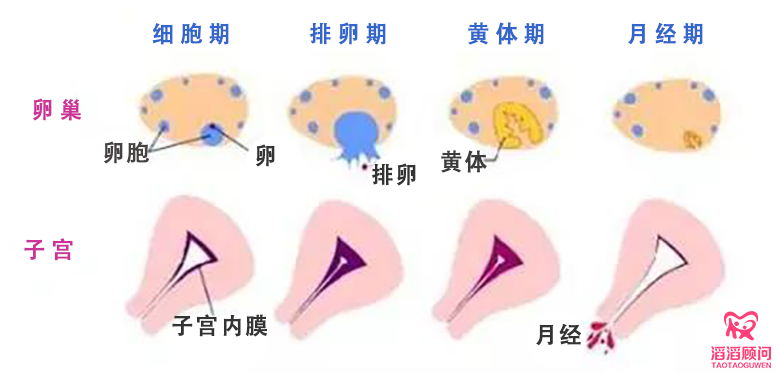 子宫内膜