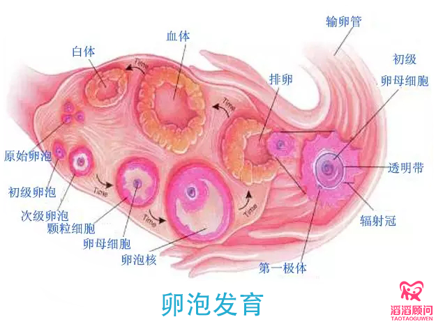 卵子发育不好的原因