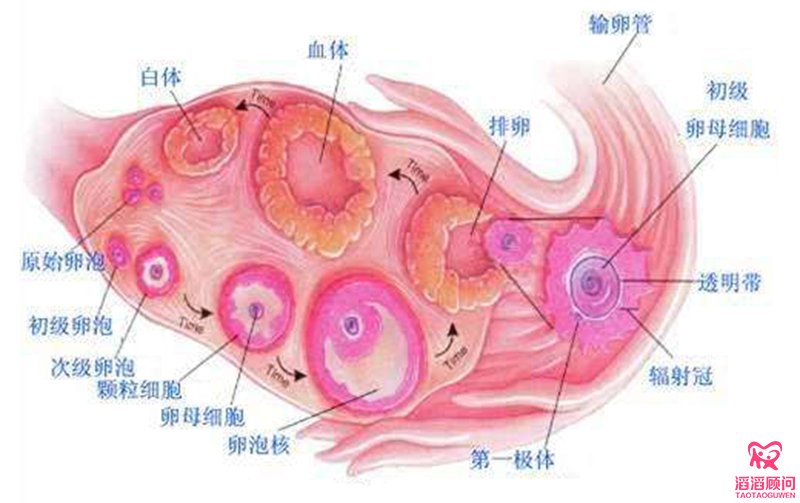 卵泡发育