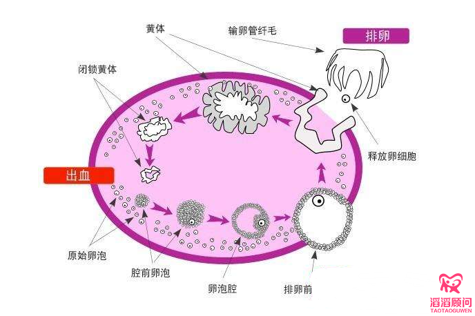 卵泡监测