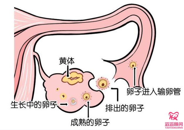 促排卵