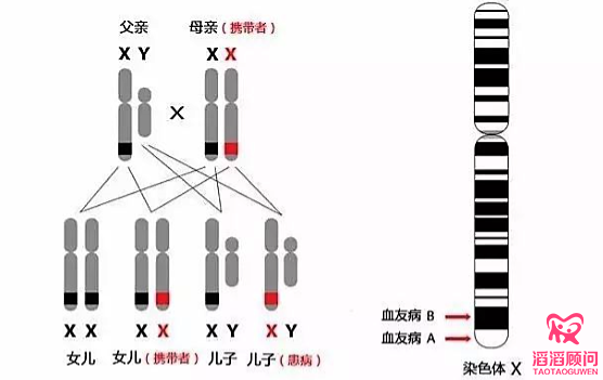 传男不传女的遗传病