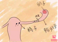 输卵管不通就要选择试管婴儿技术助孕吗